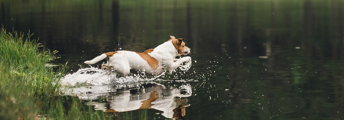 En hund med hundförsäkring badar i en sjö.